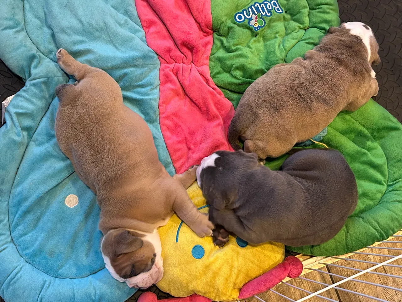 Billede 6 - Old english bulldog