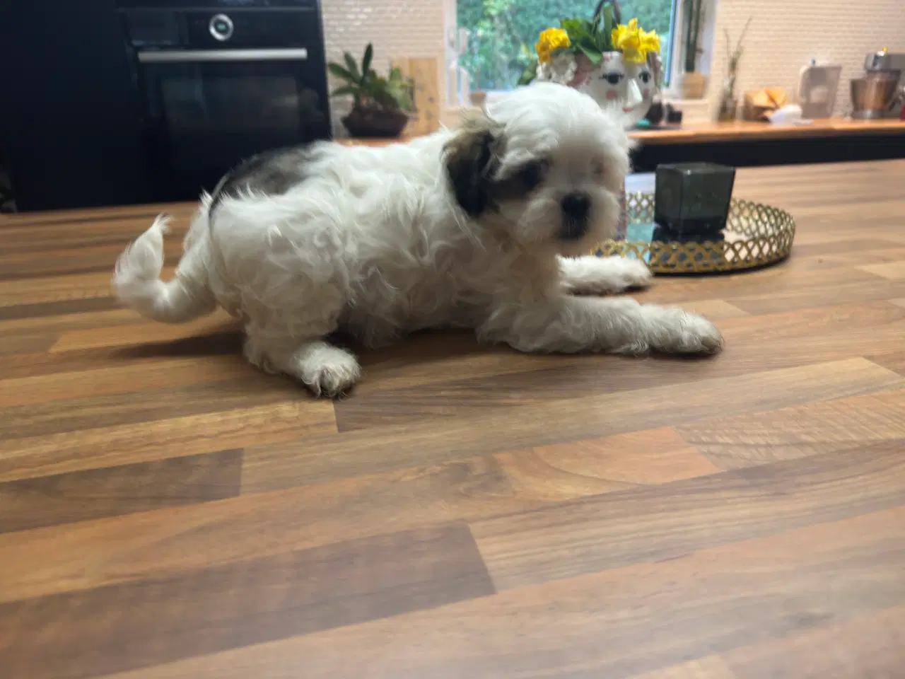 Billede 9 - Poshun hvalpe