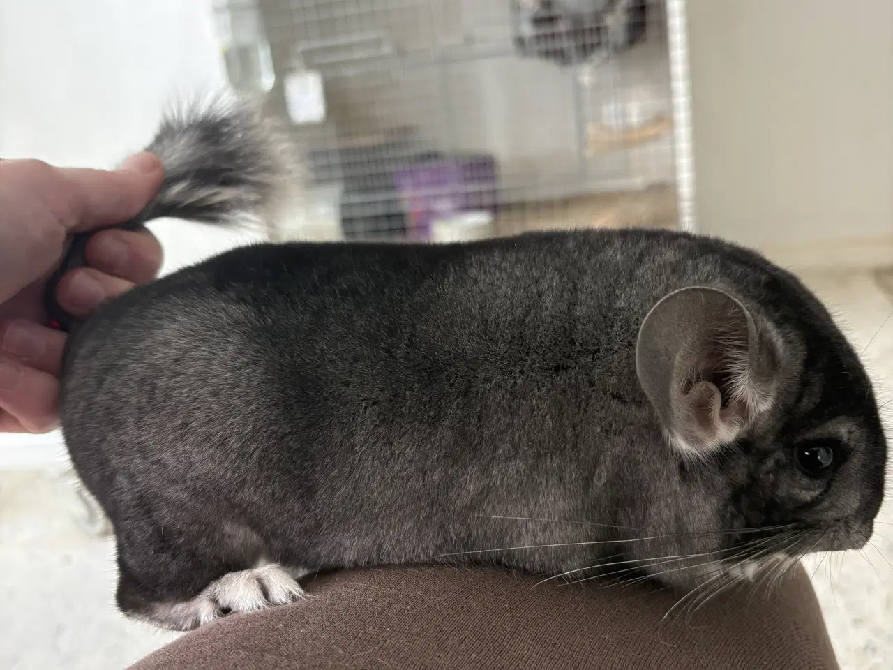 Billede 1 - HUN Pure grey chinchilla