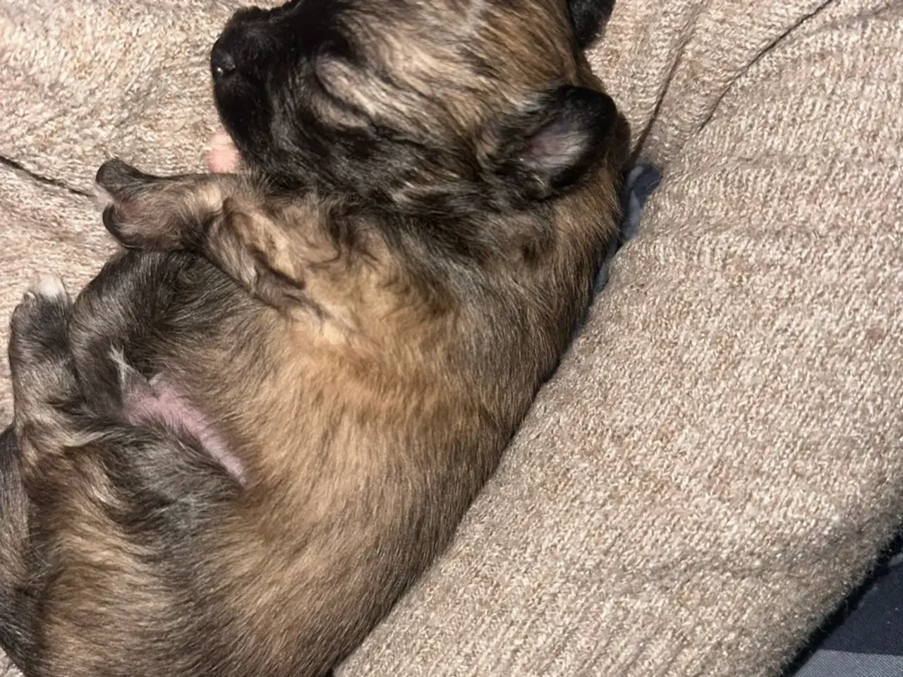 Billede 14 - Skønne chihuahua blandings hvalpe 