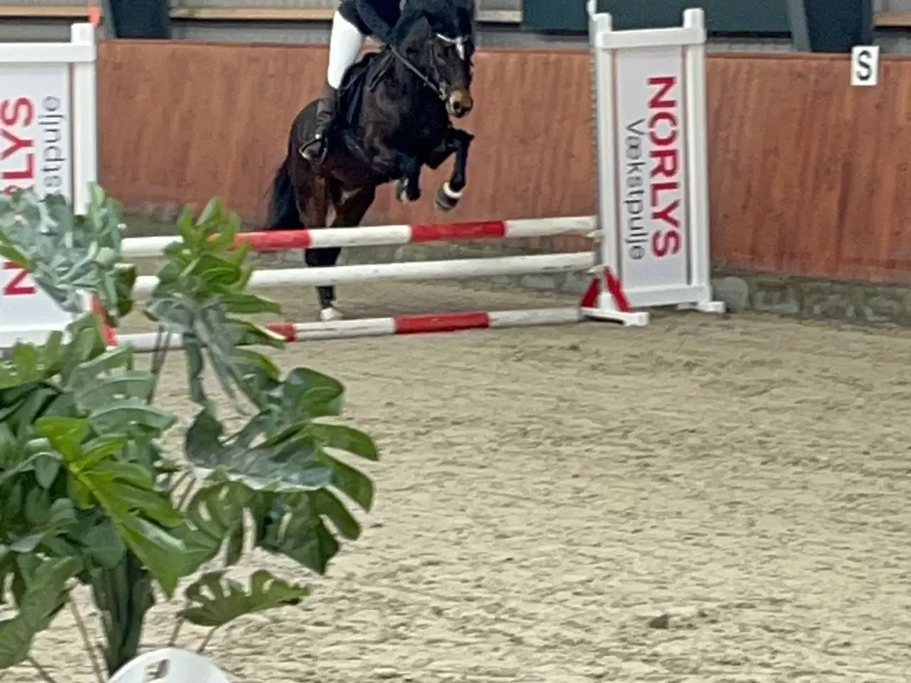 Billede 17 - Allround 2’er pony søger sin nye familie 