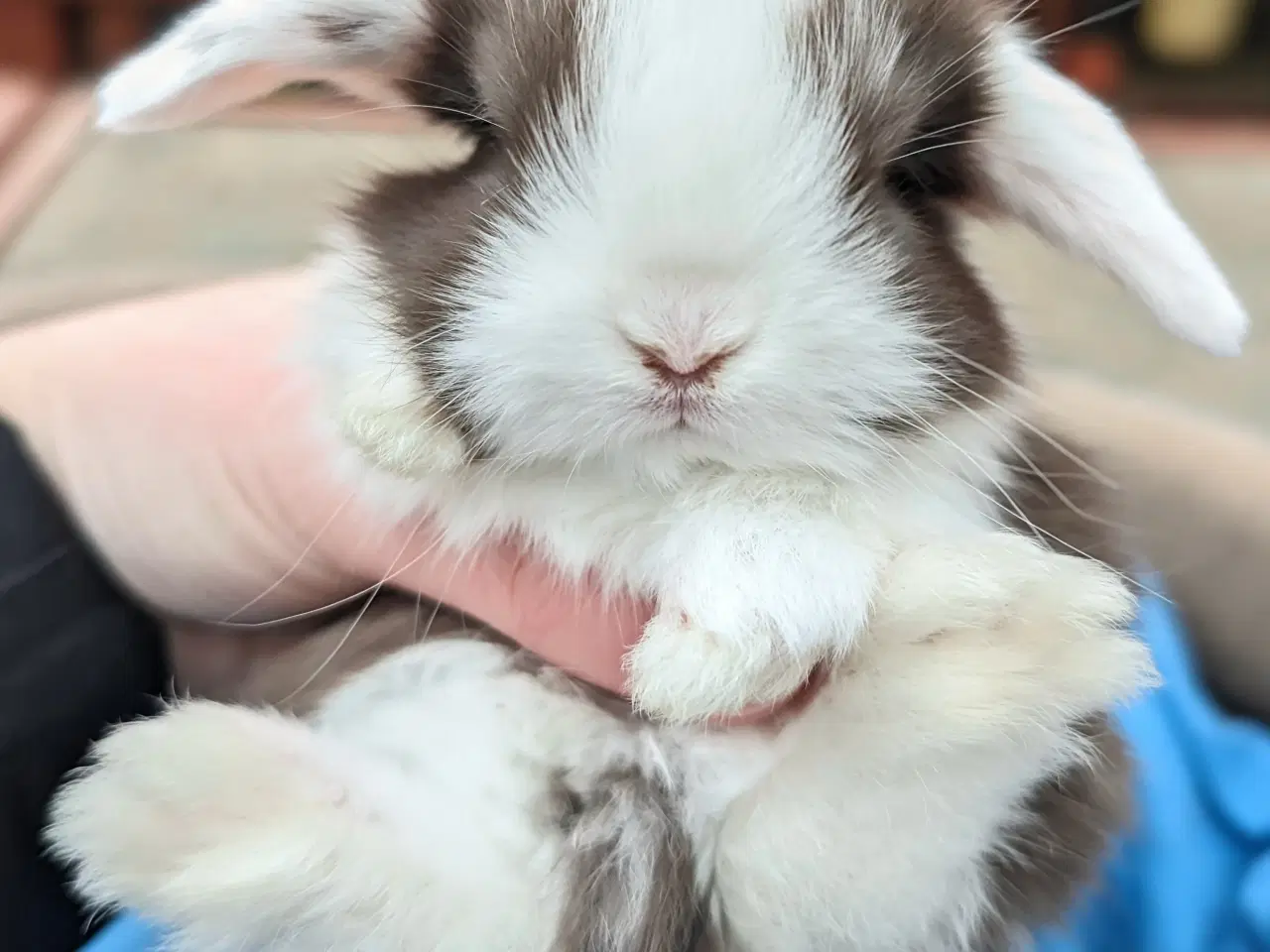 Billede 6 - Minilop kaninunge sælges 