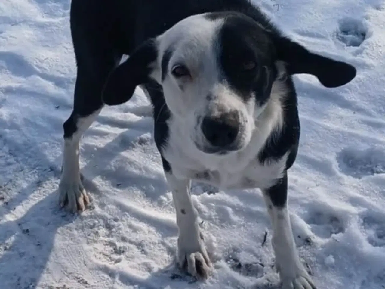 Billede 10 - Skønne Frigg søger sin egen familie