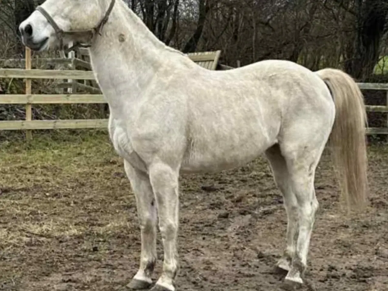 Billede 1 - Mickie SELSKABS HEST