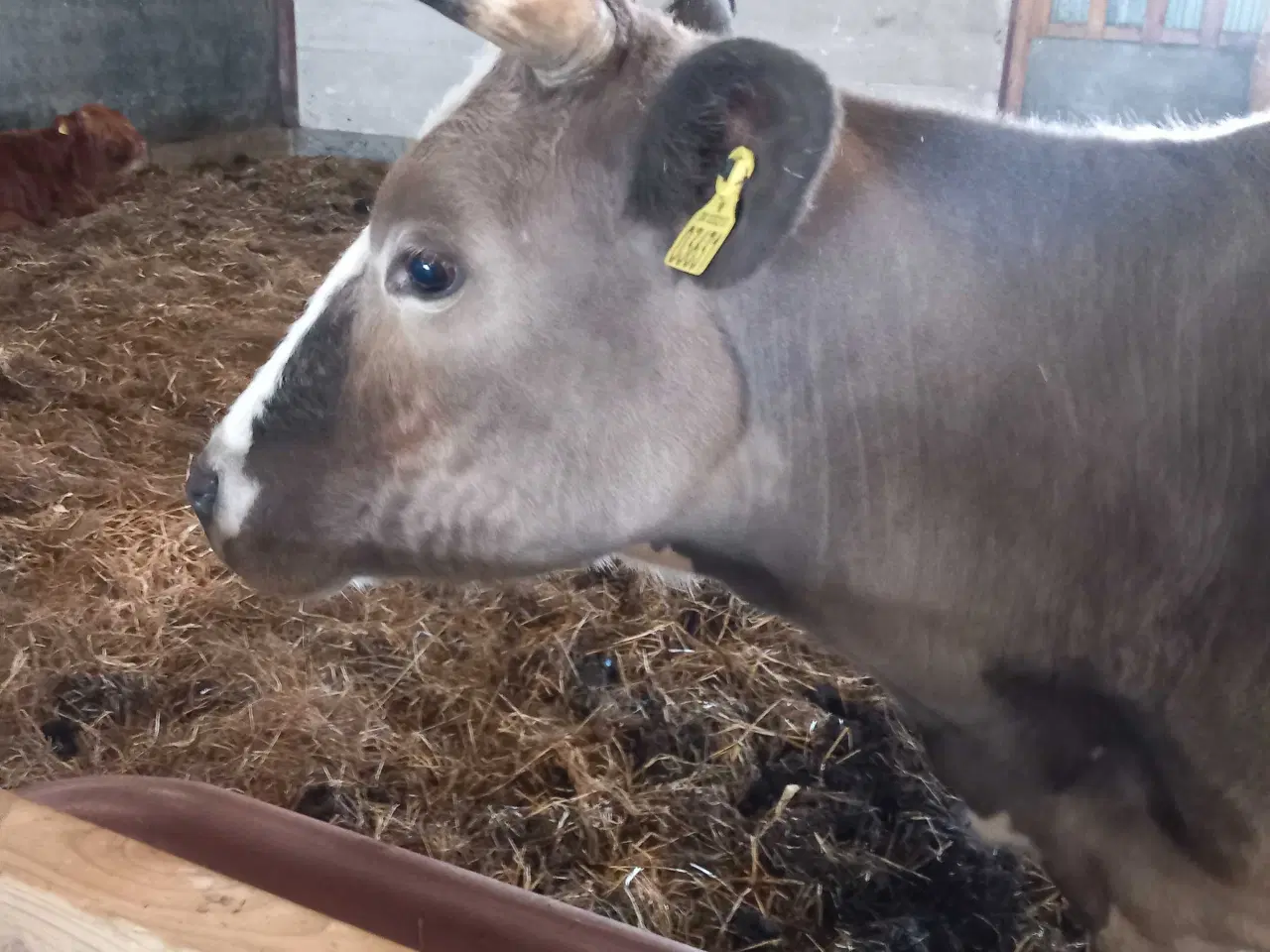 Billede 5 - Charolais/Holstein ko