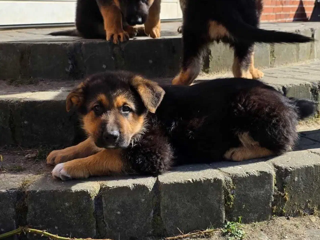 Billede 2 - Schæfer Hvalpe til salg