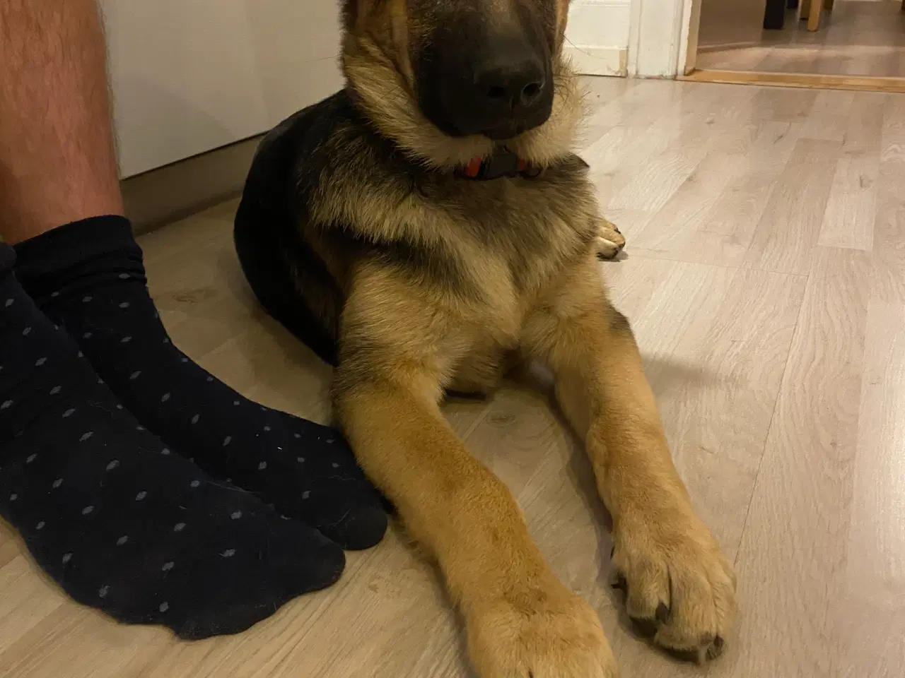 Billede 2 - Lækker dejlig schæferhund hvalp søger nyt hjem 