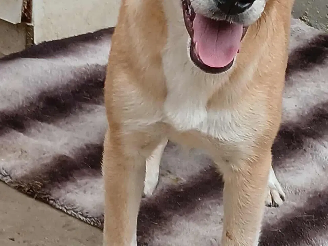 Billede 8 - Dino ønsker sig en familie i julegave