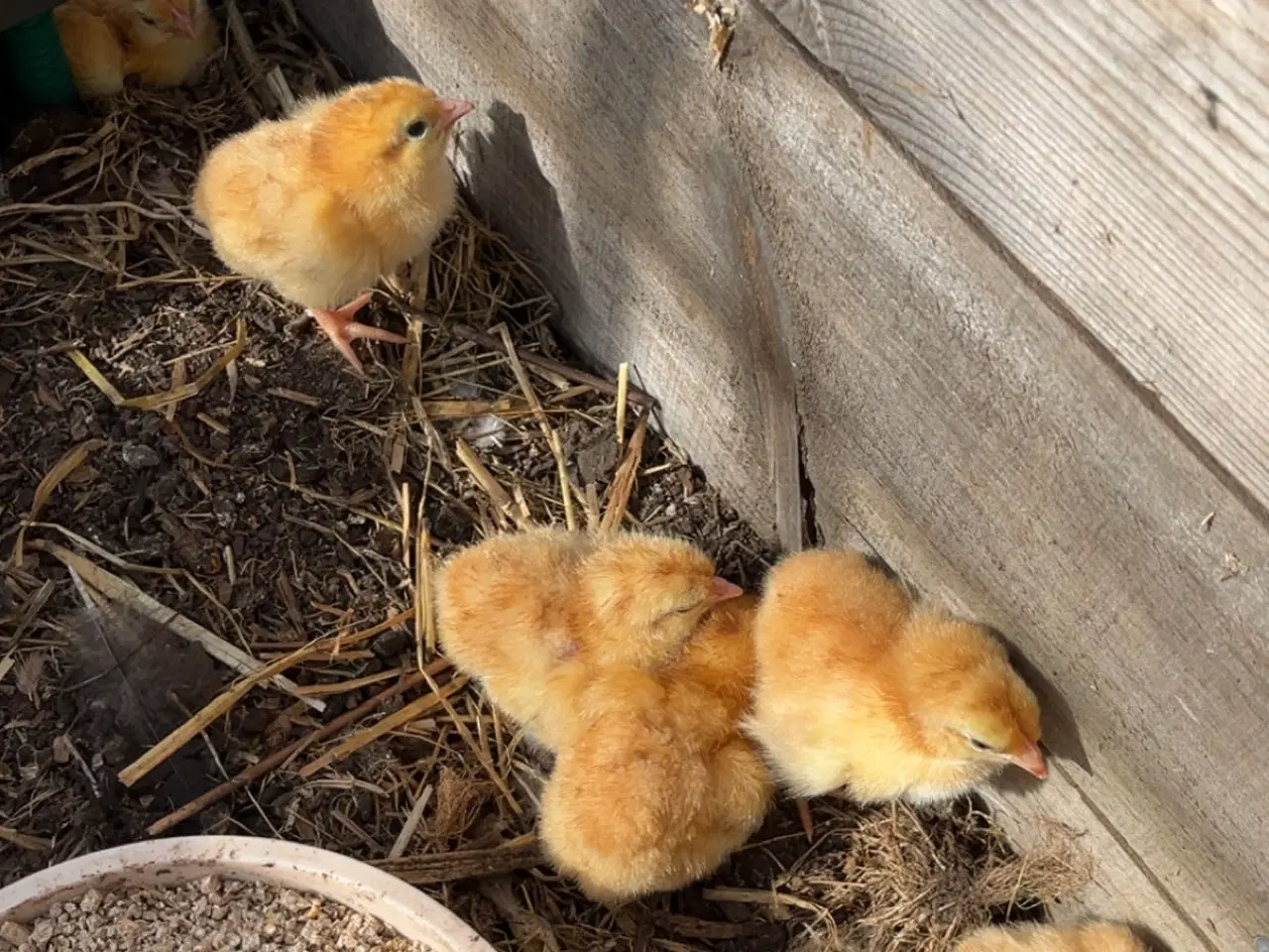 Billede 1 - Dag gamle New Hampshire Kyllinger