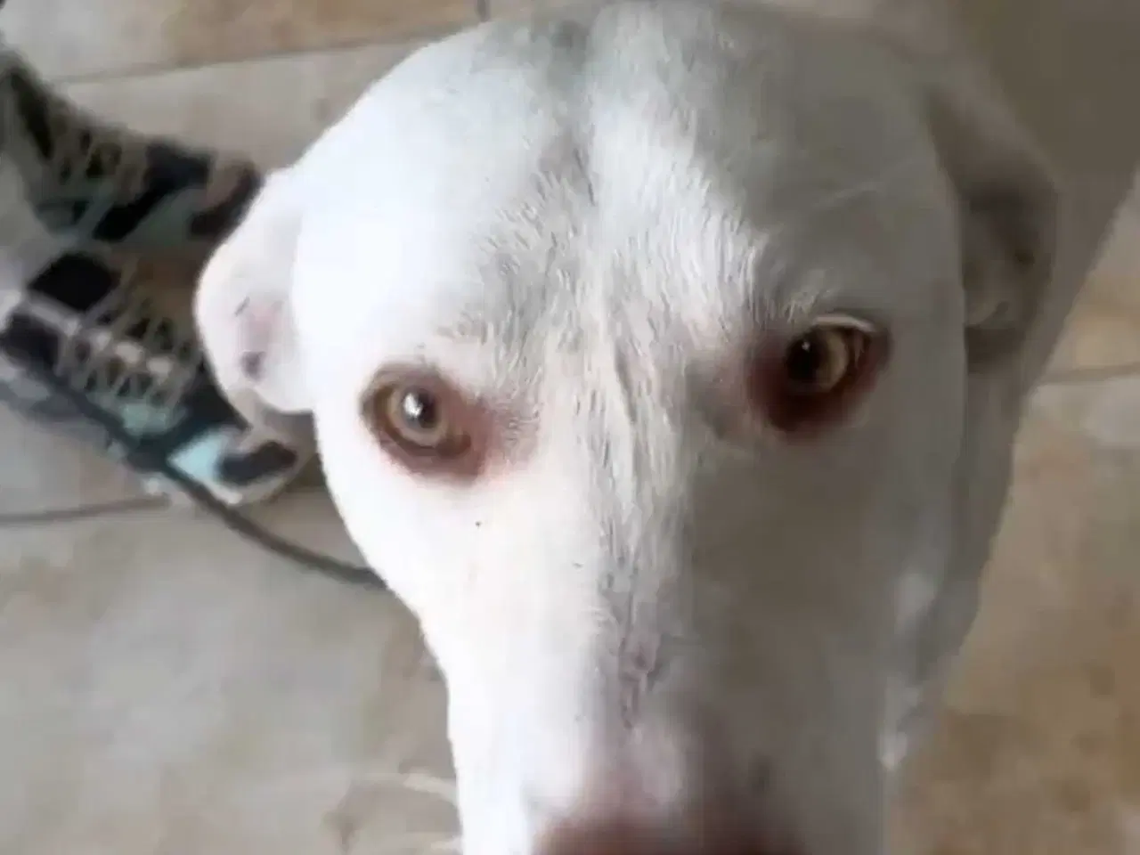 Billede 1 - Snoopy søger sit sidste hjem