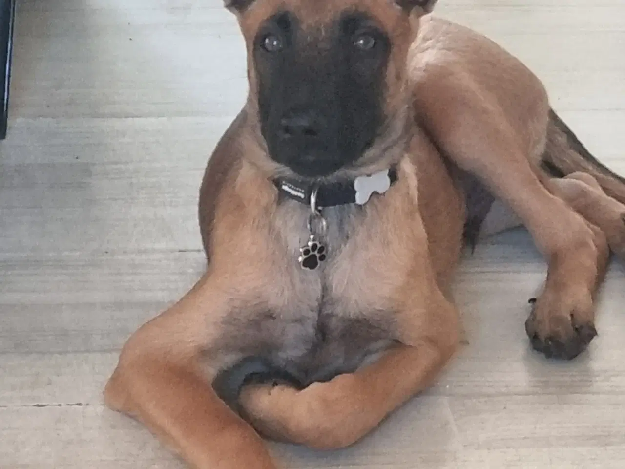Billede 1 - Malinois hvalp 