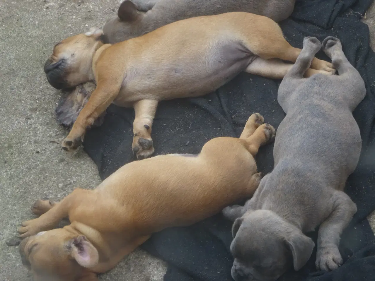 Billede 1 - frenchies fransk bulldog hvalpe