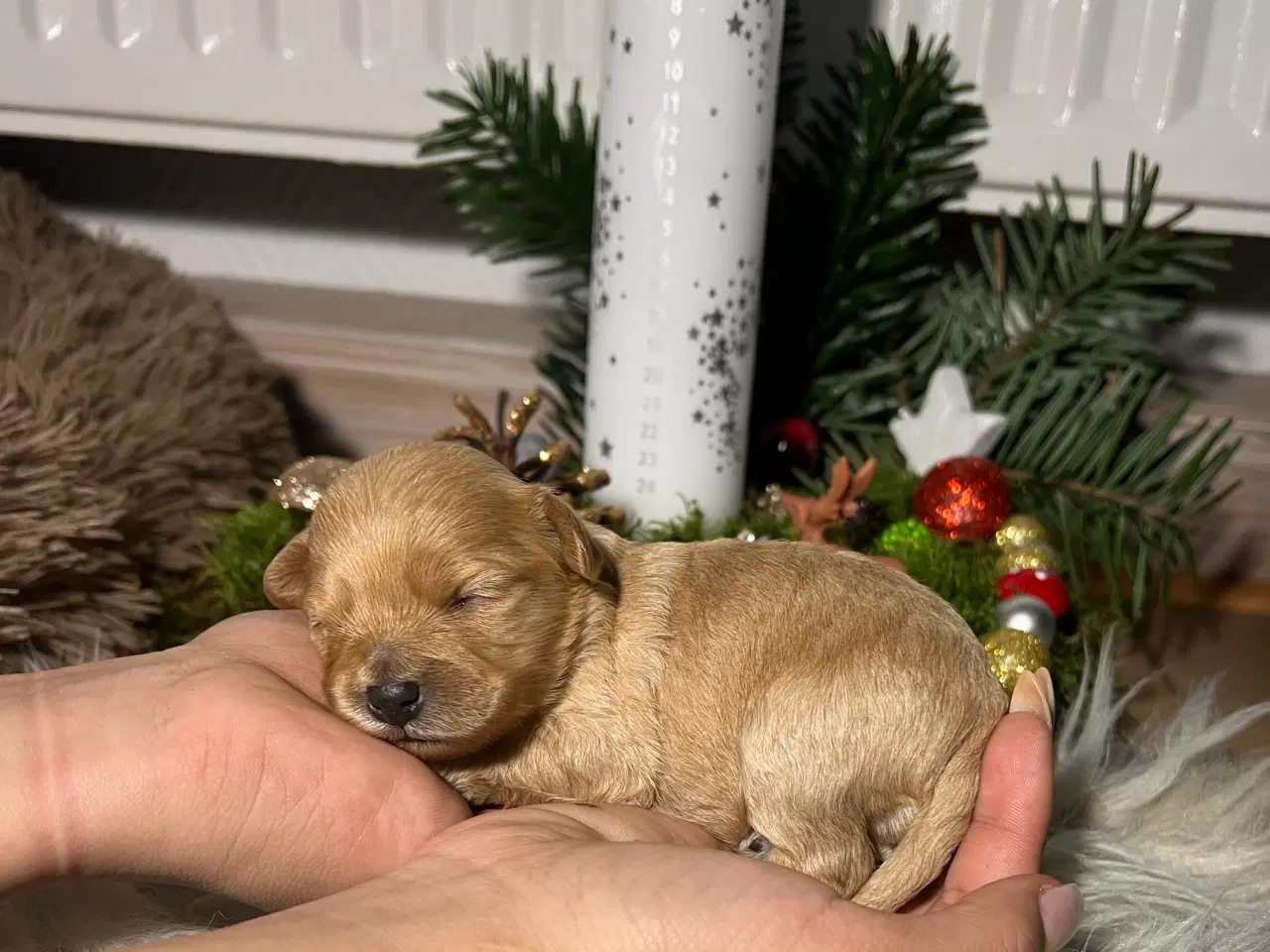 Billede 4 - Cavapooo