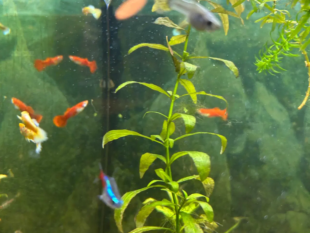 Billede 7 - 🐠 Guppyer – voksne i flotte farver | Afhentning