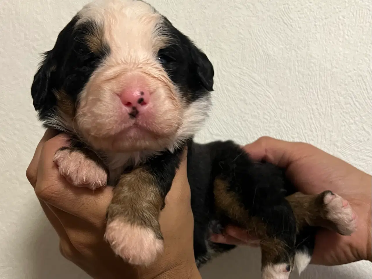 Billede 5 - 🐶 Smukke Mini Berner Sennen hvalpe 🐶 