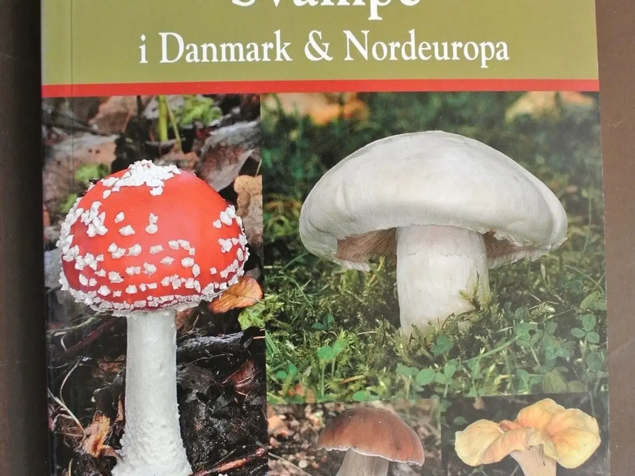 Billede 1 - en naturhåndbog til svampe i danmark og nordeuropa