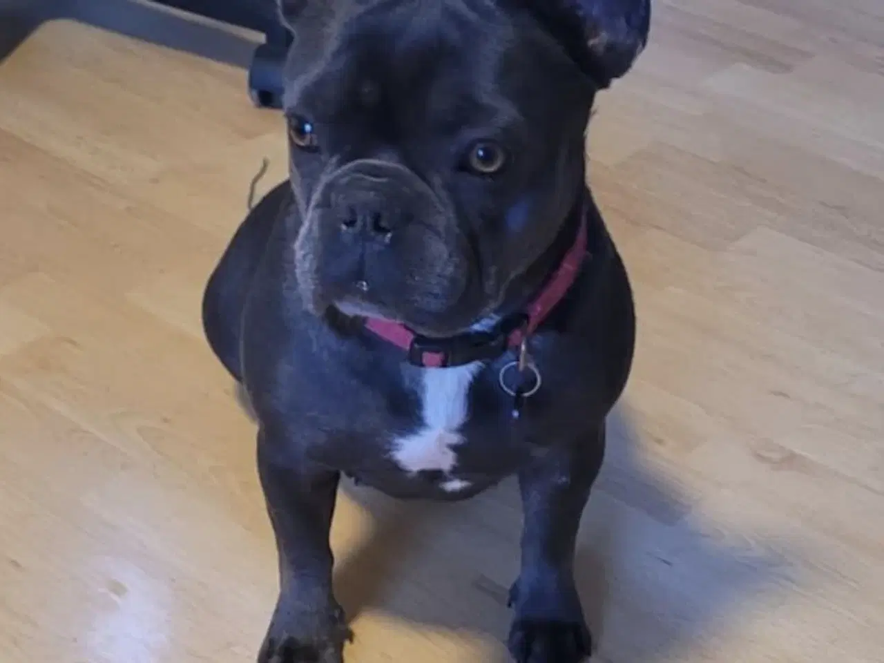 Billede 11 - DK fineste fransk bulldog hvalpe !!!!!!
