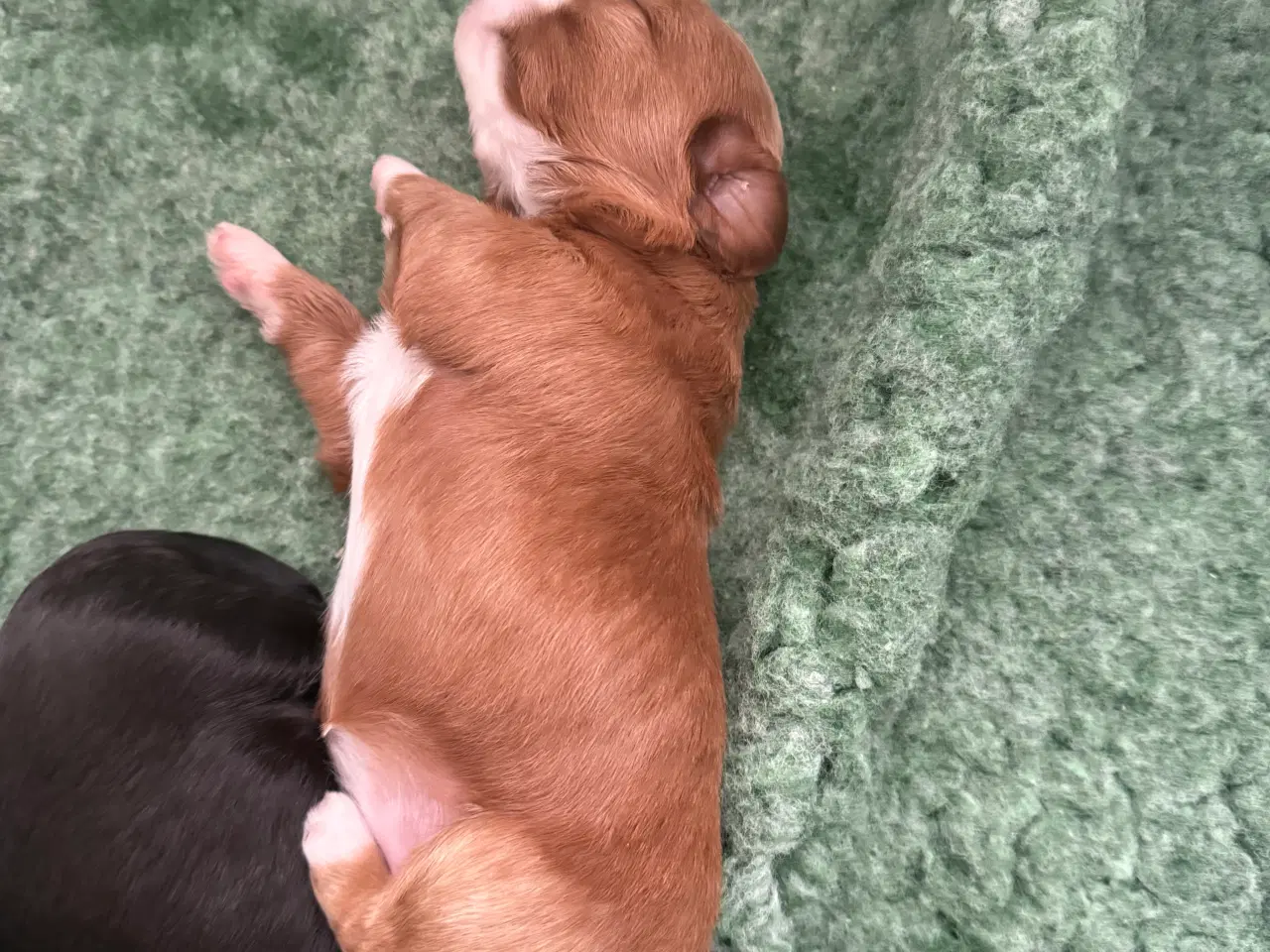 Billede 4 - Fantastisk dejlig familiehund allergivenlige