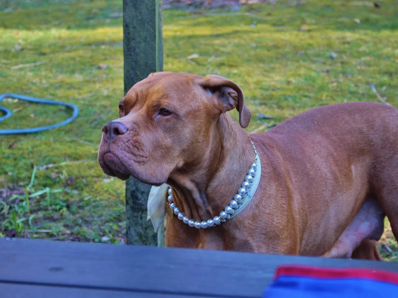 Billede 10 - Smukke fransk mastiff/Dogue de Bordeaux hvalpe 🐾