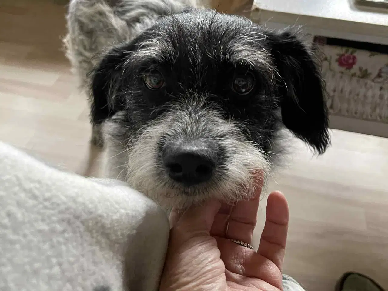 Billede 2 - Skønne Tara 4ever familie 🩷