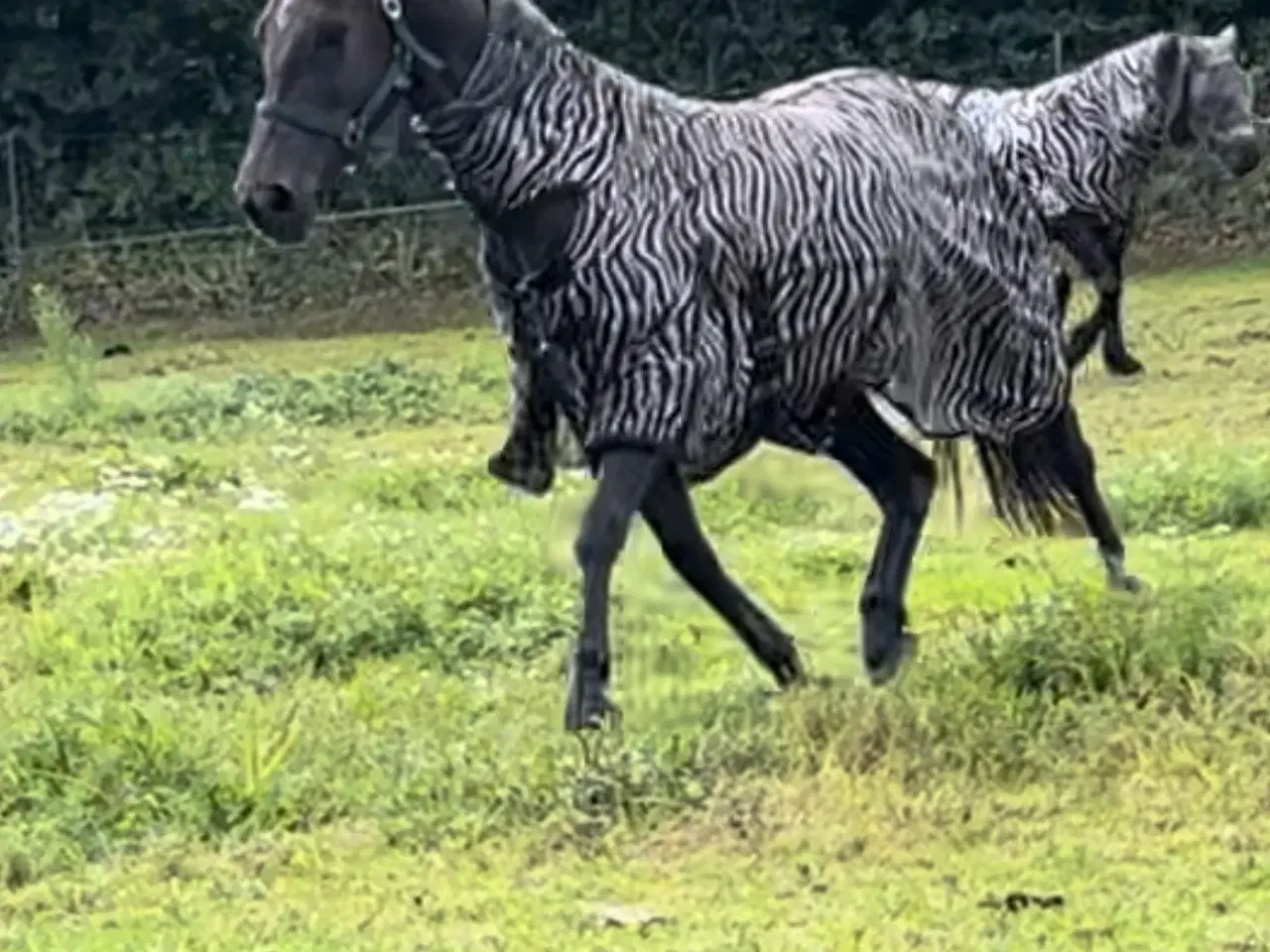 Billede 5 - Chance hest connemara/palomino