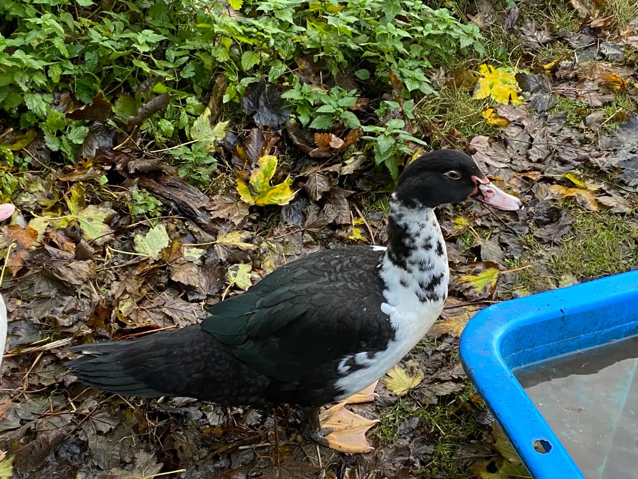 Billede 1 - Moskus han and sælges