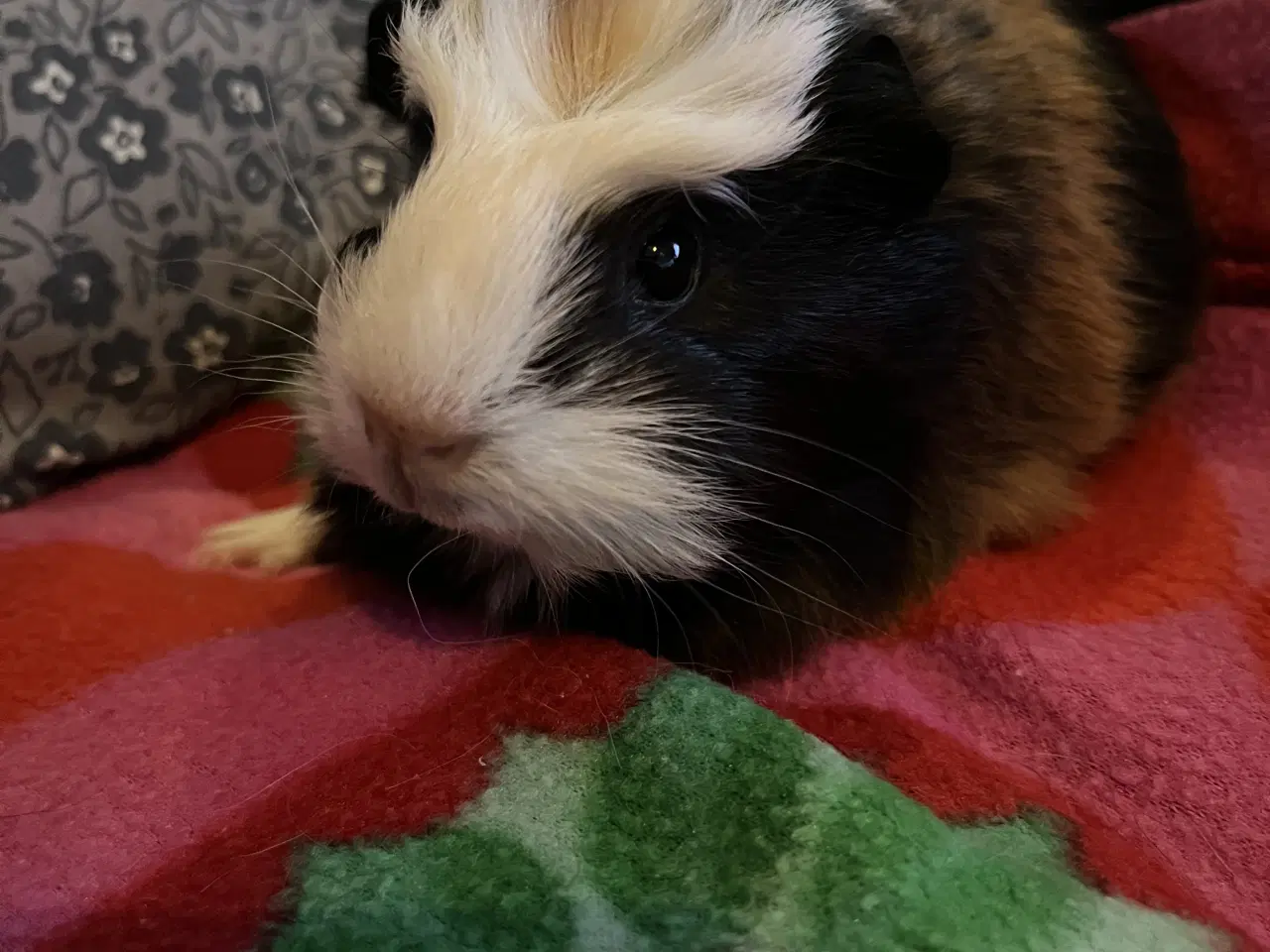 Billede 8 - Marsvin, han