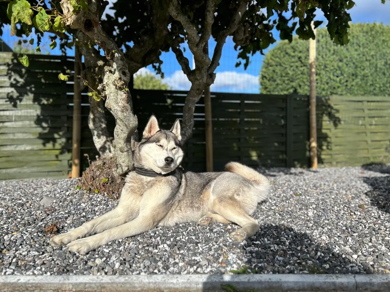 Billede 10 - Søde husky hvalpe søger ny familie