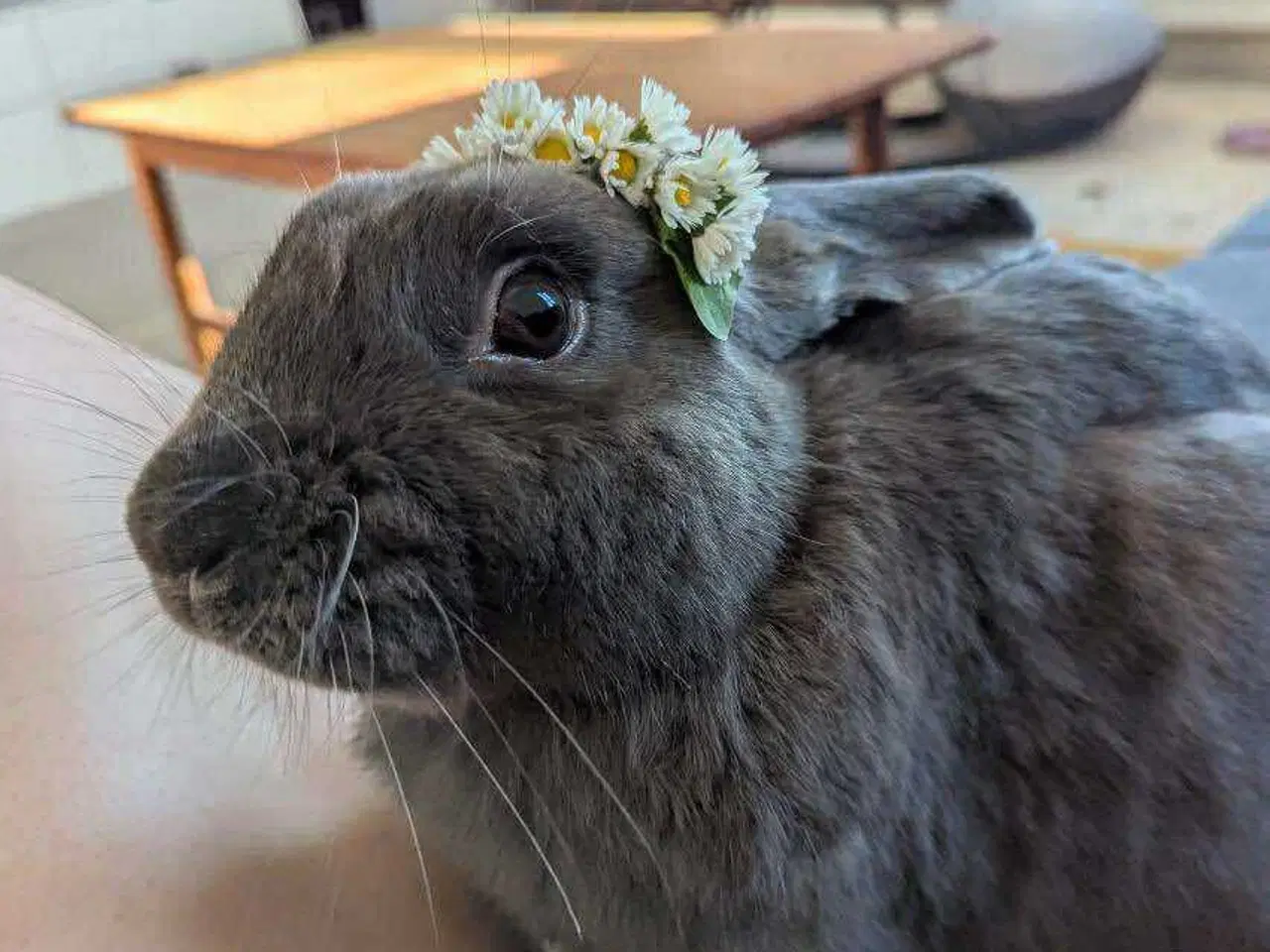 Billede 1 - Neutraliseret og vaccineret Floki