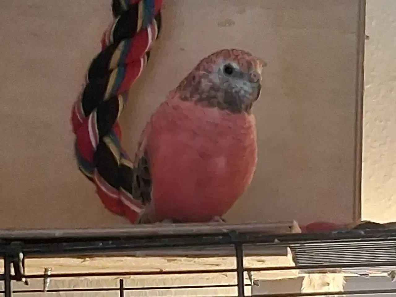 Billede 2 - 1.1 søger ny foderskål