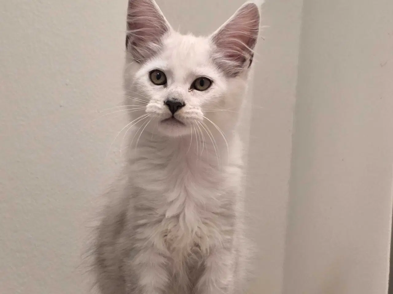 Billede 2 - Shaded dreng mainecoon