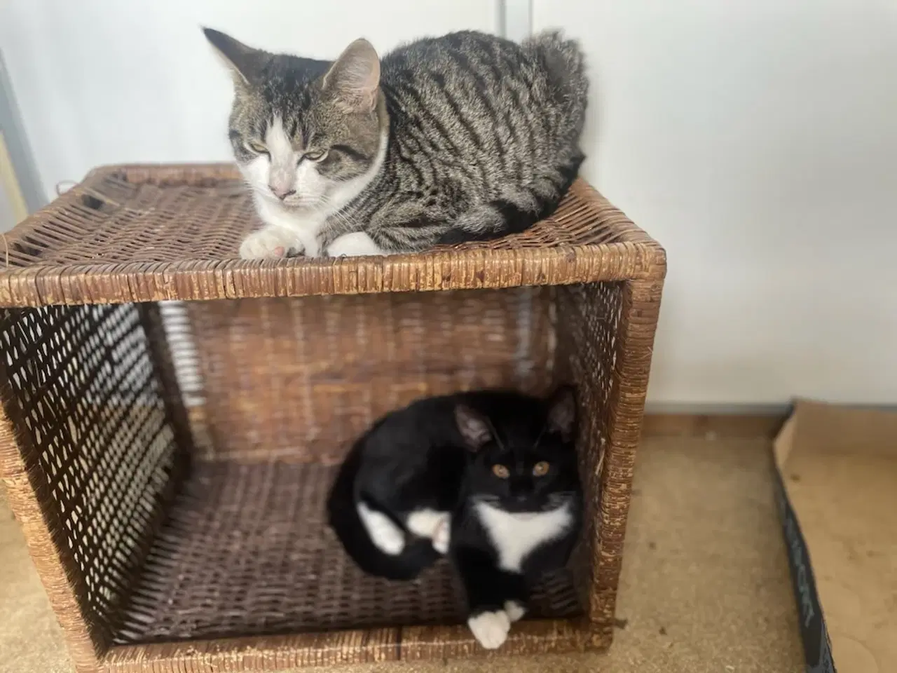 Billede 1 -  Katte killinger