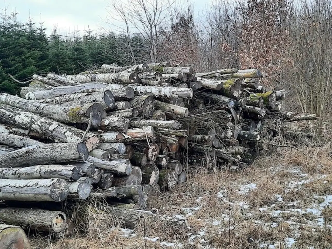 Billede 4 - Brænde i 3m stykker