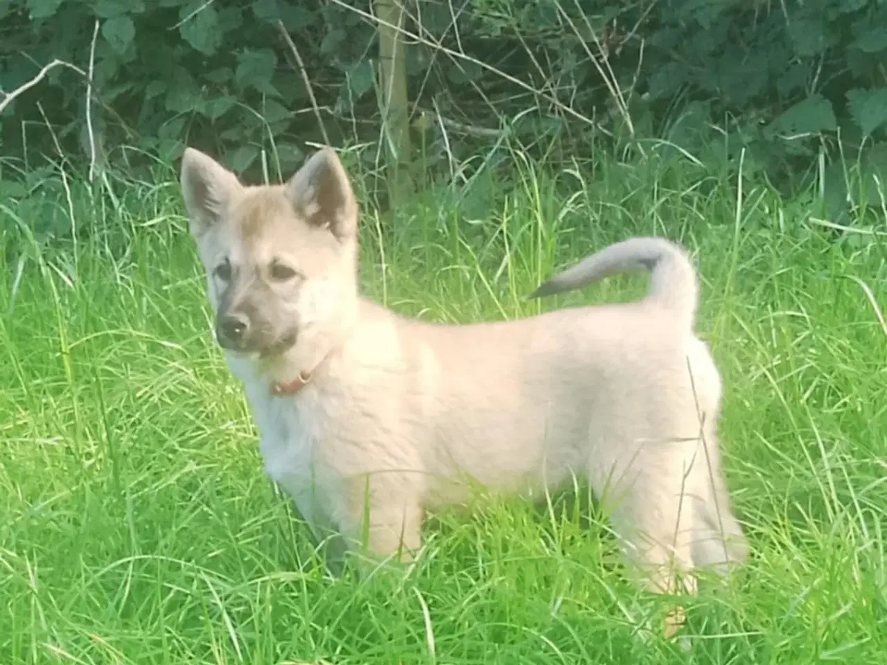 Billede 13 - Husky blandinger 