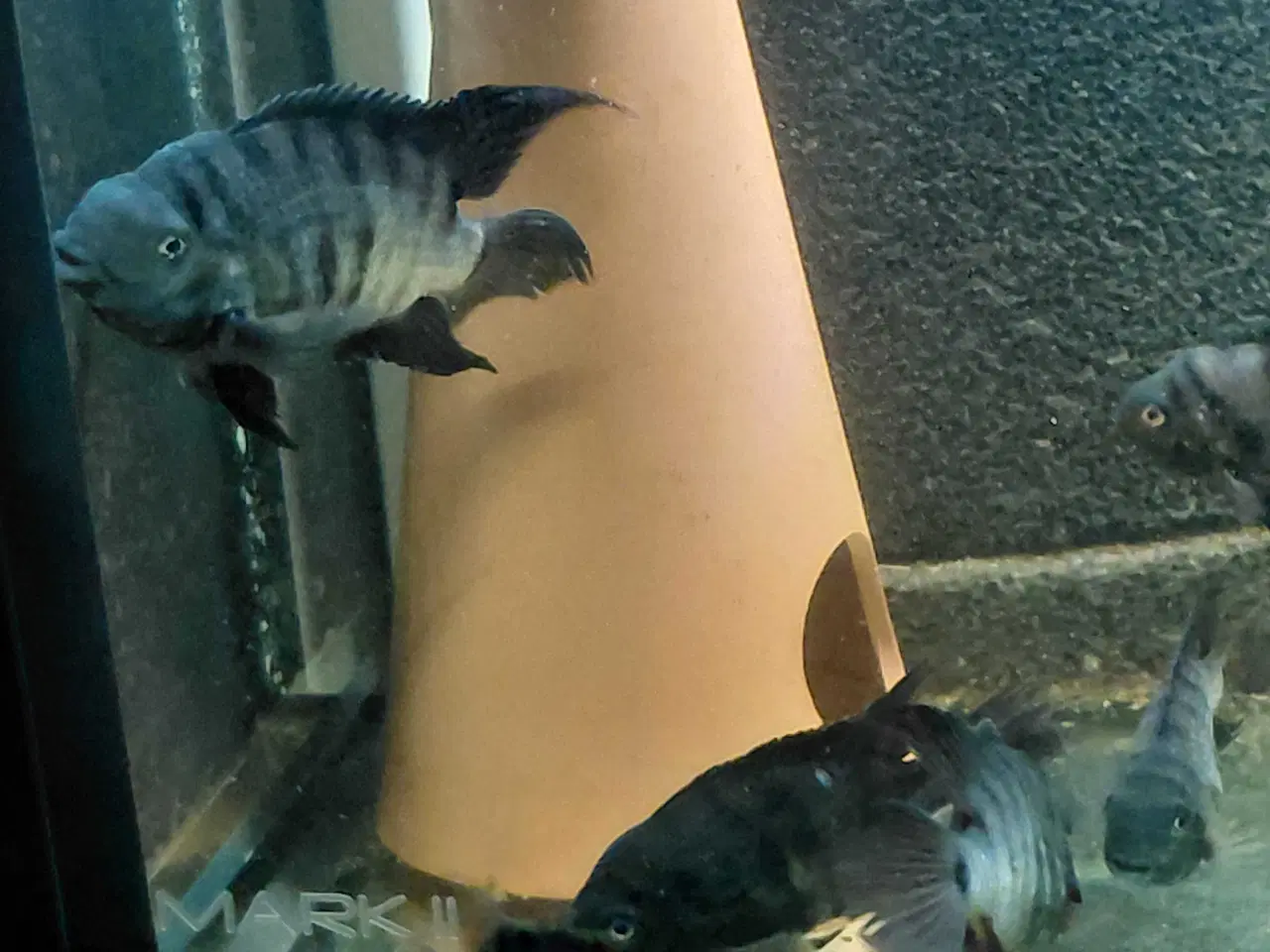 Billede 8 - zebra cichlider