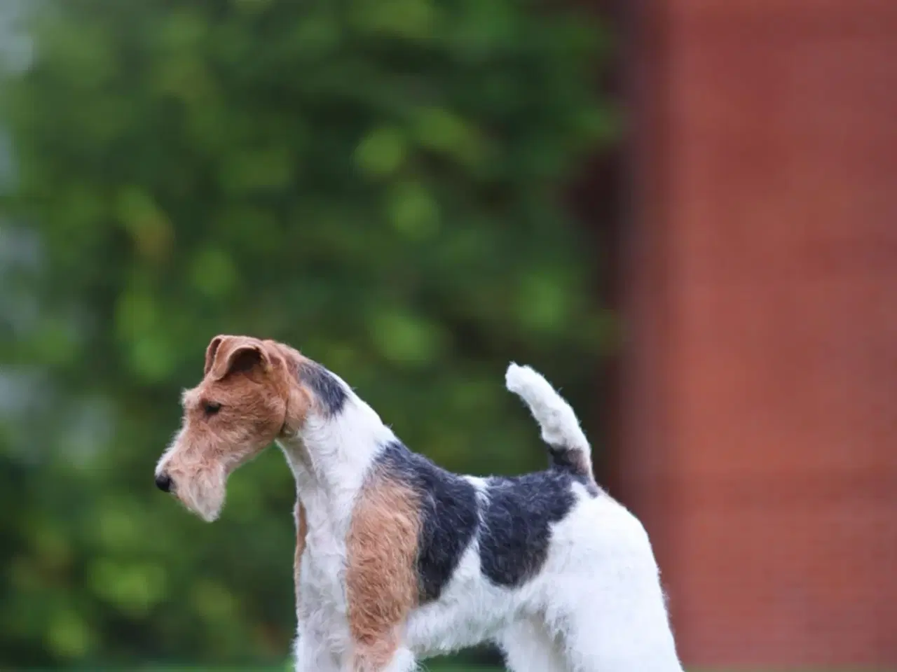 Billede 4 - Ruhåret Fox Terrier