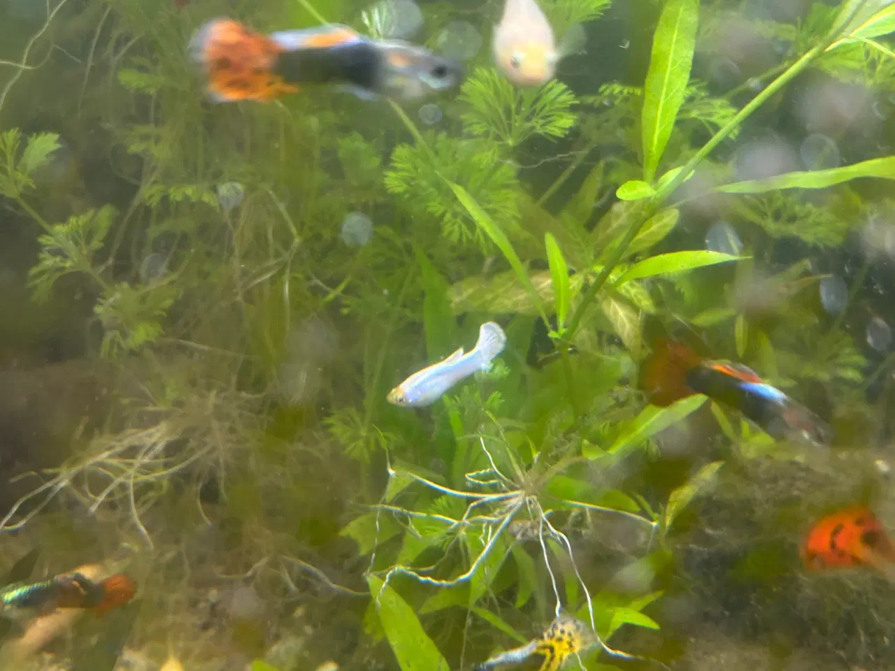 Billede 6 - Voksne guppy, 2stk.