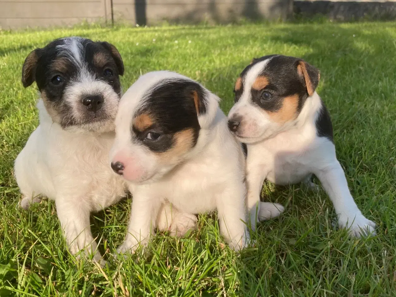 Billede 5 - Cnuddel (Parson Jack Russel Terrier)