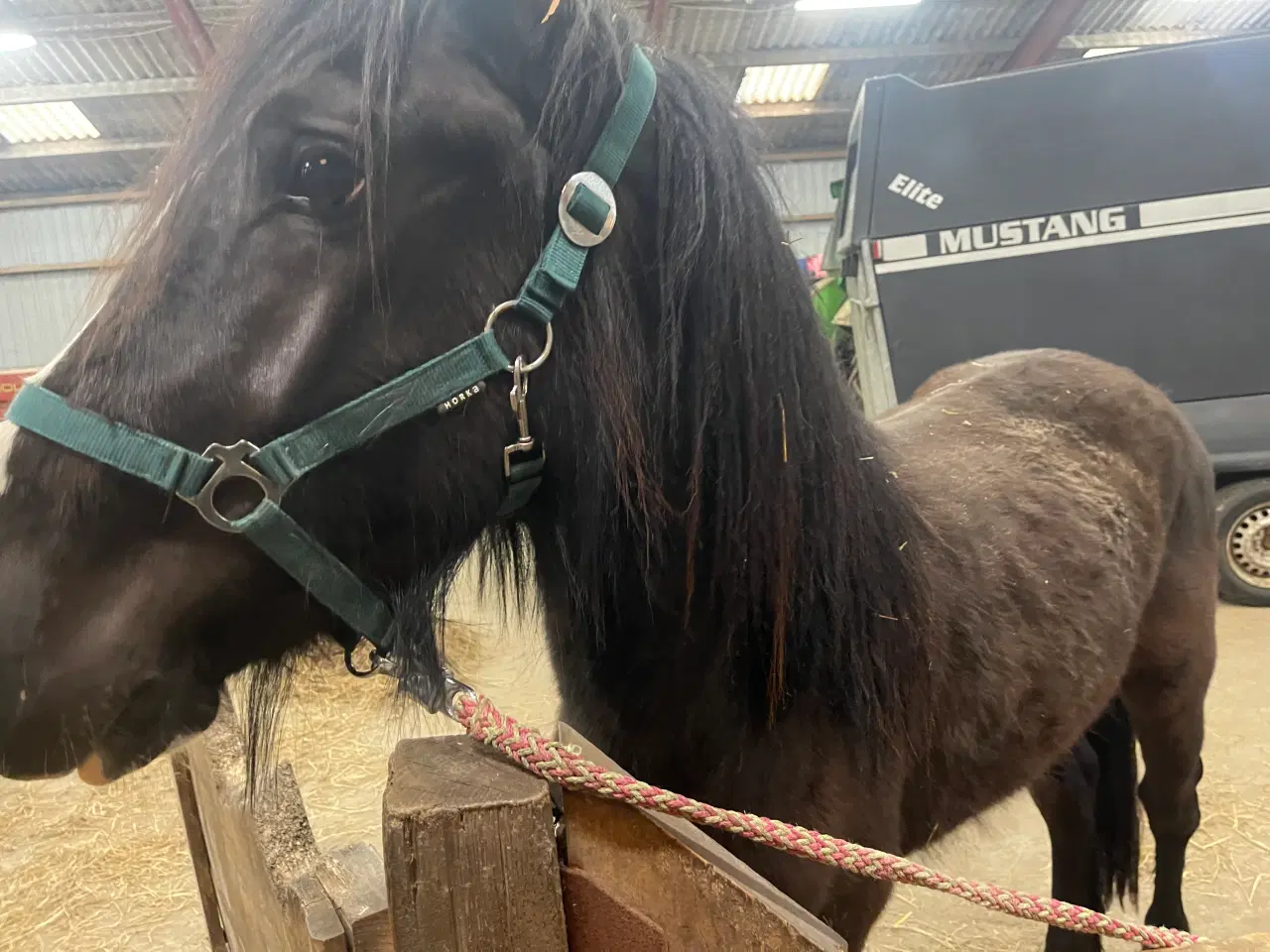 Billede 4 - Barock/tinker hingst