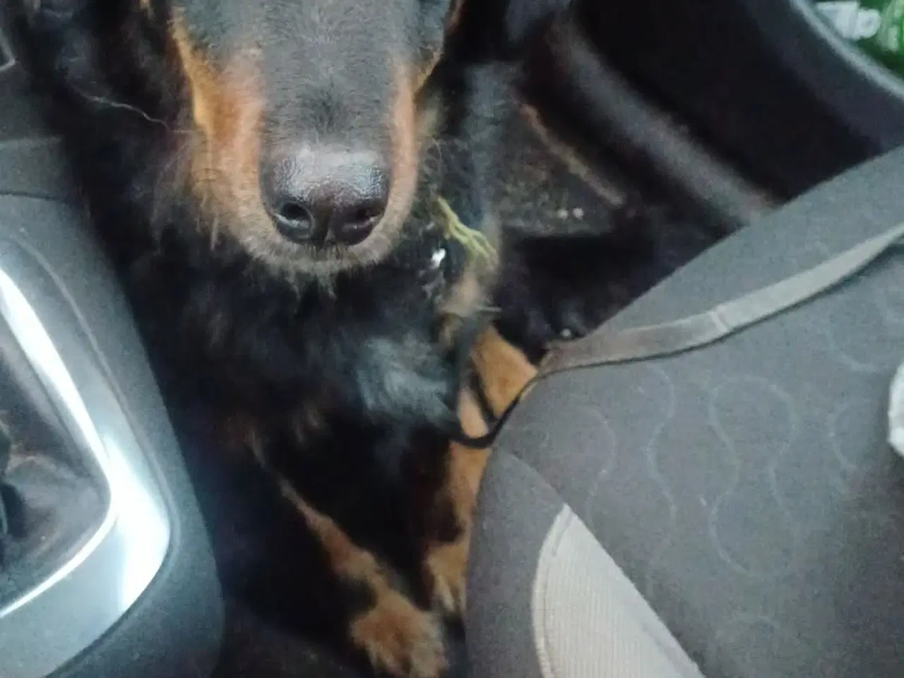 Billede 13 - Smukke milde kærlige Ozzy