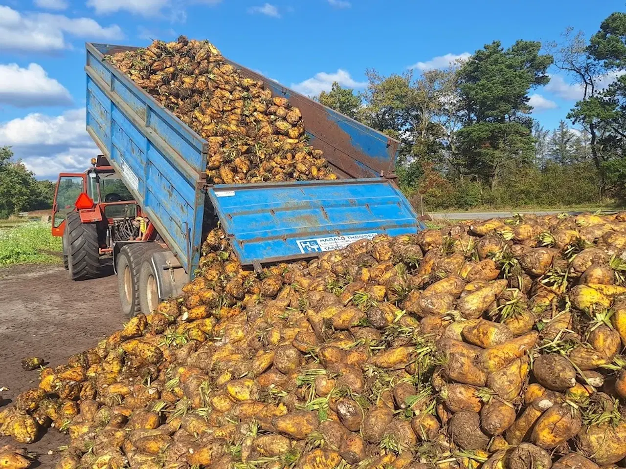 Billede 1 - Roer/foderroer 