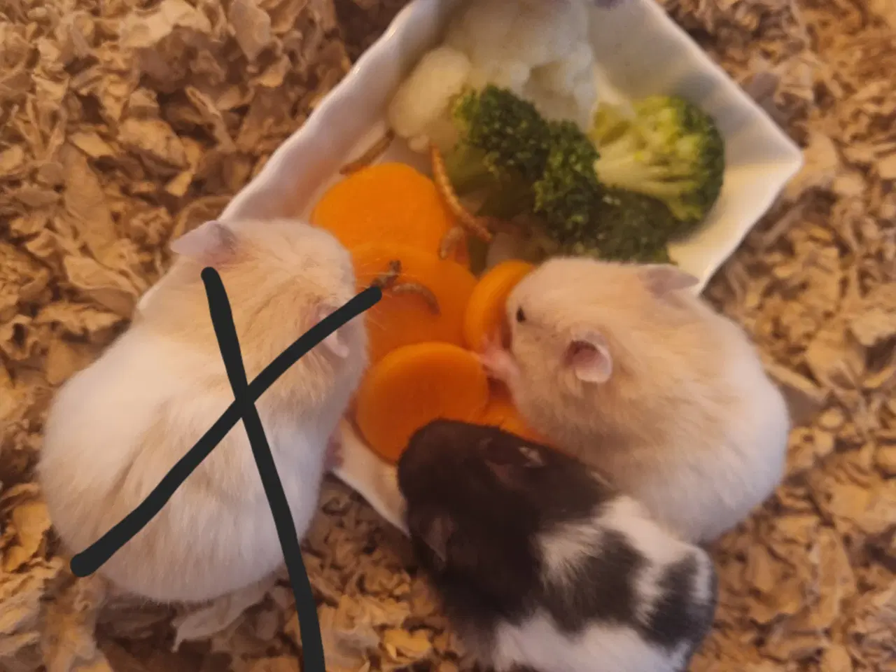 Billede 2 - Hamster unger sælges 