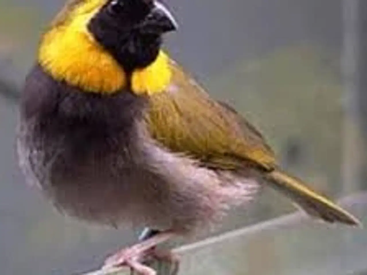 Billede 1 - Lille Cubafinker fra 25.