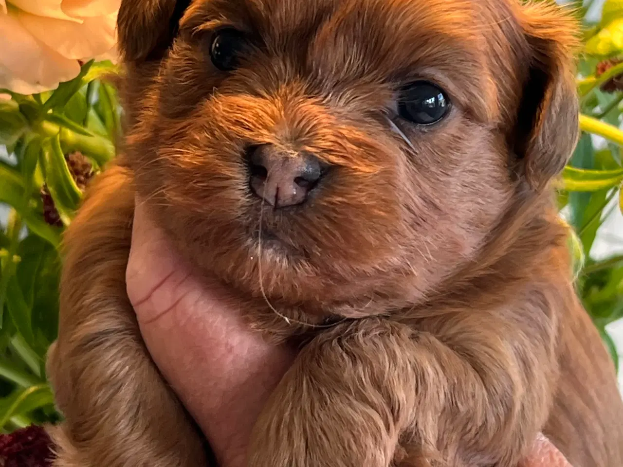 Billede 17 - Smuk Rød Bichon Havanais/ Tilbydes til Avl 