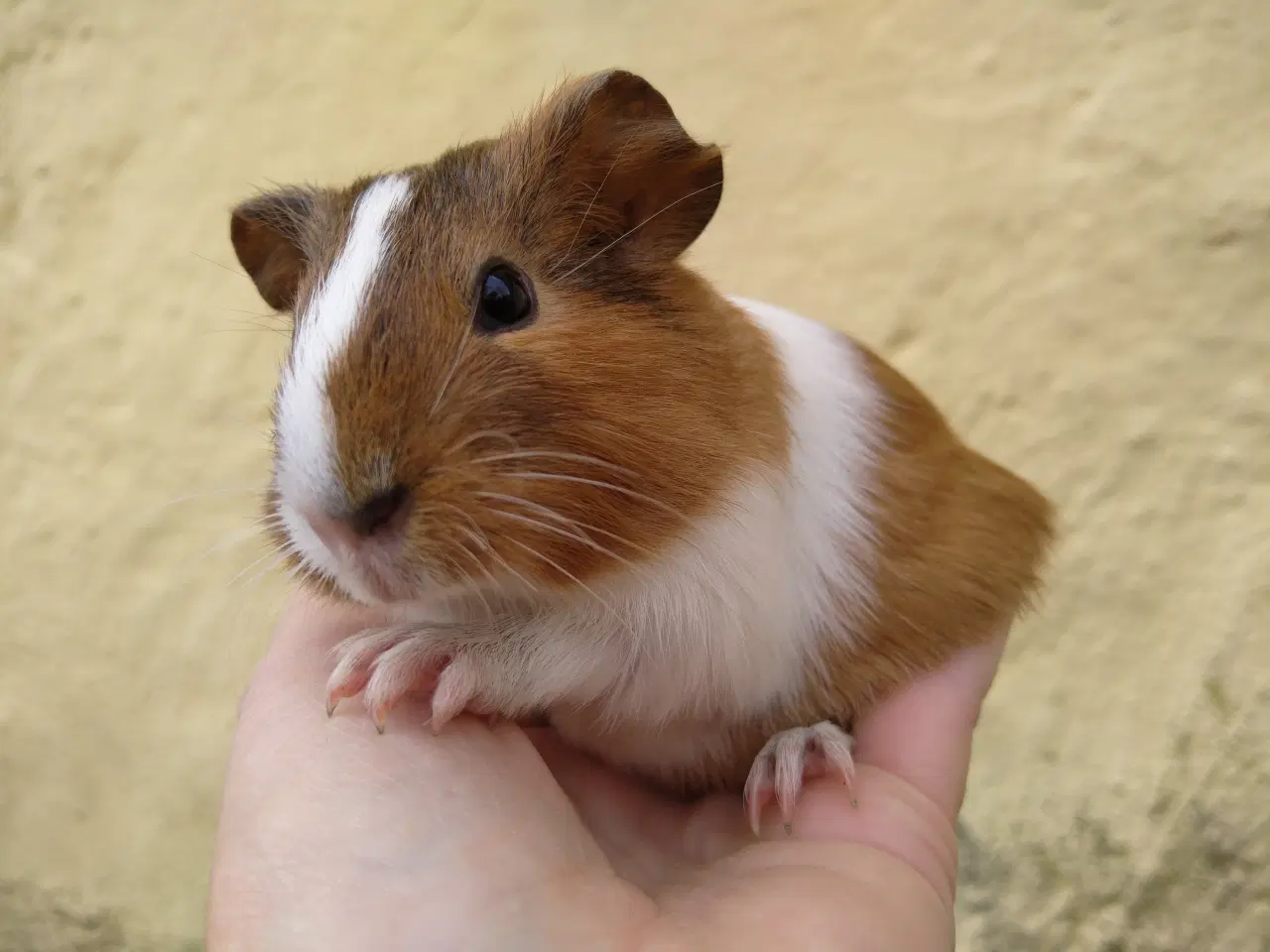 Billede 1 - 3 hun unger, søstre at vælge imellem 