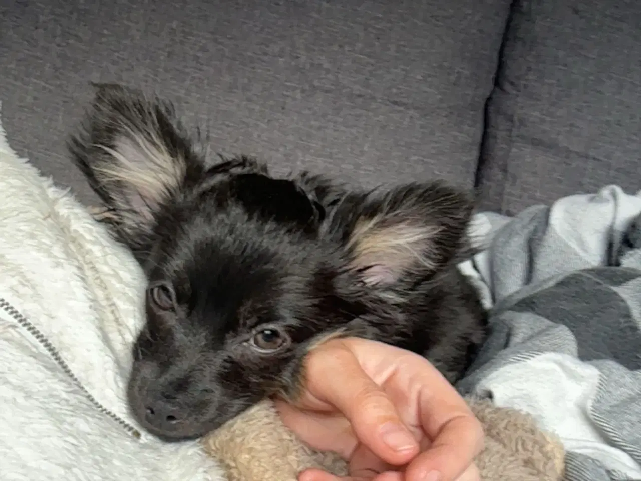 Billede 3 - Den dejligste kærligste lille hund 