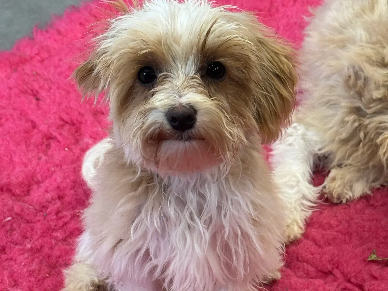 Billede 4 - Maltipoo  Rejseklar  ❤️🐾