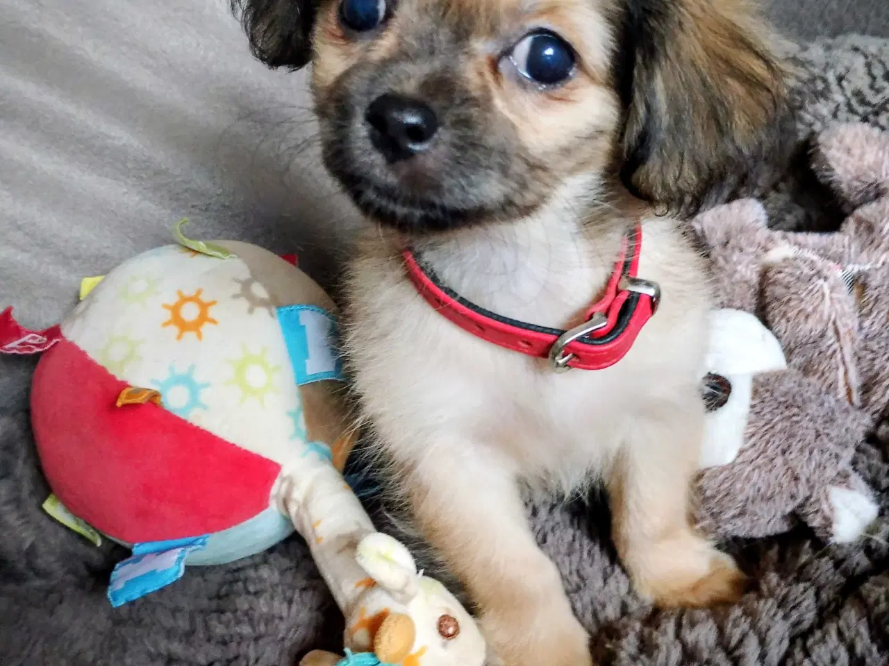 Billede 15 - Dejlige små race blandings hvalpe