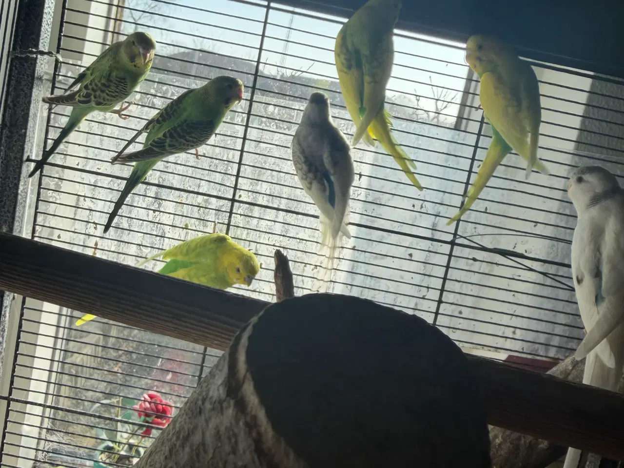 Billede 2 - Undulater unger sælges