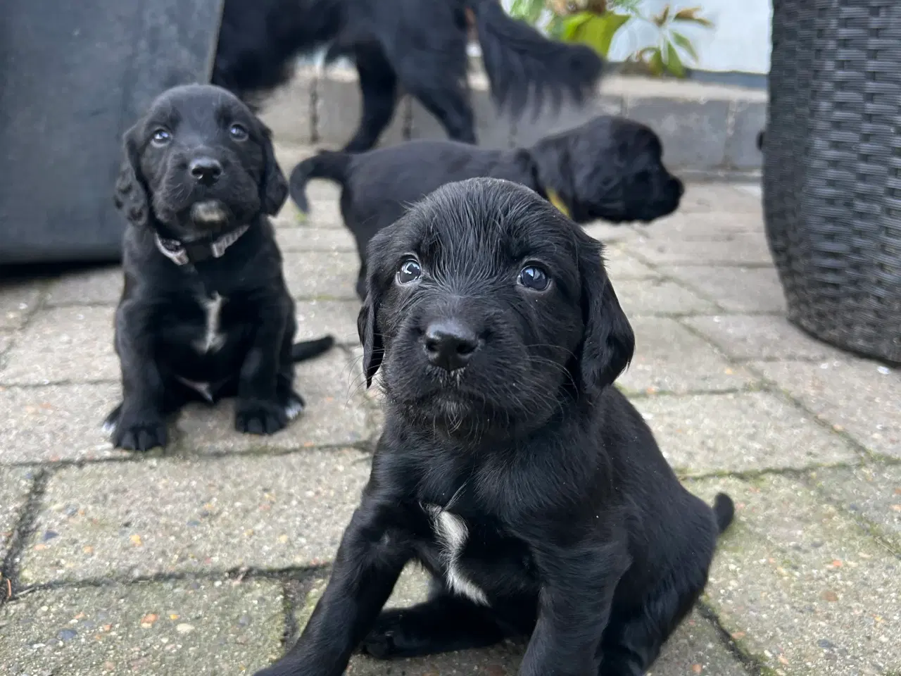 Billede 10 - Lækre FT springer/cocker spaniels